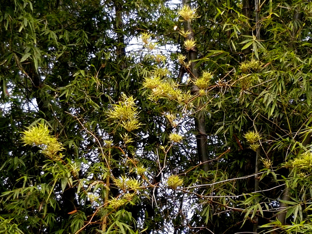 Cây[-]tre[-]"nở[-]trăm[-]hoa"[-]ở[-]Quảng[-]Nam